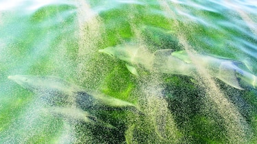 Derrame de BP perjudica a delfines
