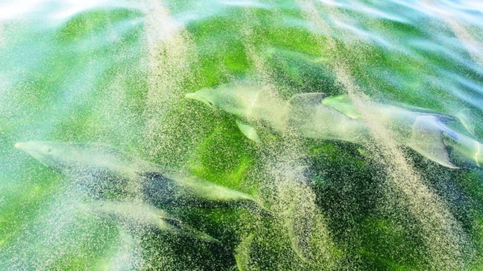 Derrame de BP perjudica a delfines