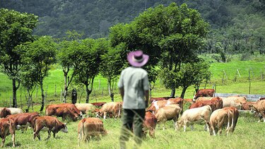 Detectan brote de fiebre aftosa