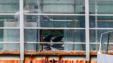 Tres orcas en cautiverio en Rusia serán liberadas