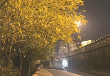 China se viste de amarillo, naranja y ocre