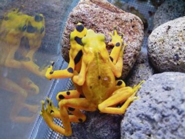 Tres de los 50 sitios de anfibios amenazados del mundo están en Panamá
