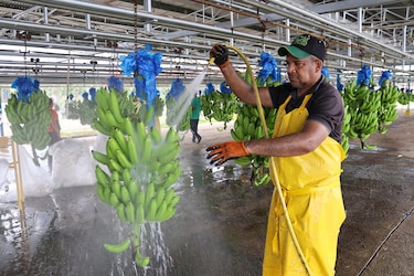 Chiquita inicia pruebas con 17 empacadoras de banano en Changuinola, Bocas de Toro
