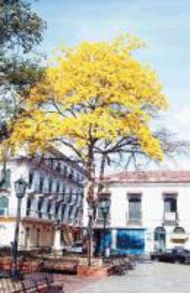 El guayacán