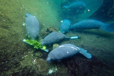 Mortandad sin precedentes de manatíes desborda centros de cuidados en Florida