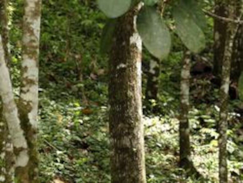 Los guardianes de la danza del cucuá en las montañas coclesanas