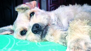 Lucas, el consentido