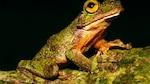 Por la conservación de los anfibios