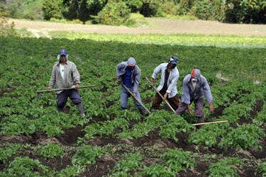 Con el desarrollo económico cambian las dietas y crece la demanda de comida