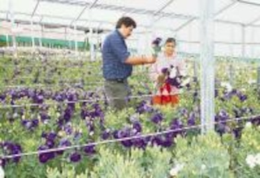 Aumenta el desarrollo de la floricultura en Boquete