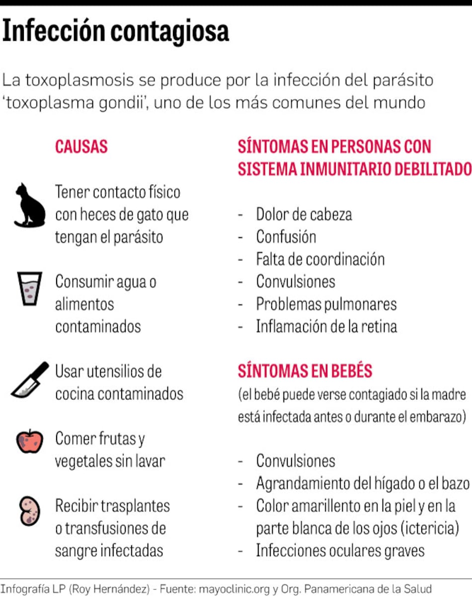 Toxoplasmosis, un problema de salud pública olvidado