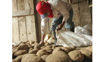 El nuevo coronavirus amenaza la producción agrícola en Chiriquí