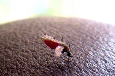 Parásito de la malaria aumenta su resistencia a los medicamentos