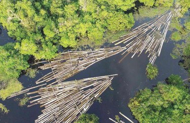 Brasil busca $1,000 millones para reducir la deforestación