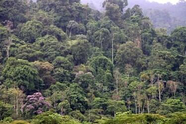 Ambientalistas piden al mandatario que vete el proyecto de ley que crea nueva comarca