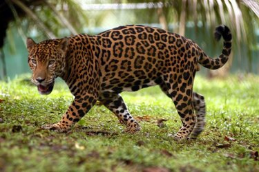Panamá será incluida en proyecto regional para salvar el jaguar