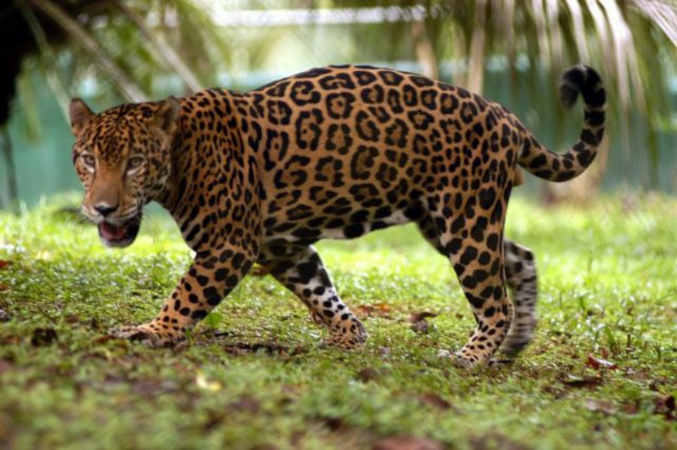Panamá será incluida en proyecto regional para salvar el jaguar
