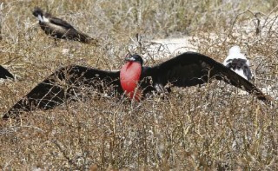 Disminuye turismo en las islas Galápagos