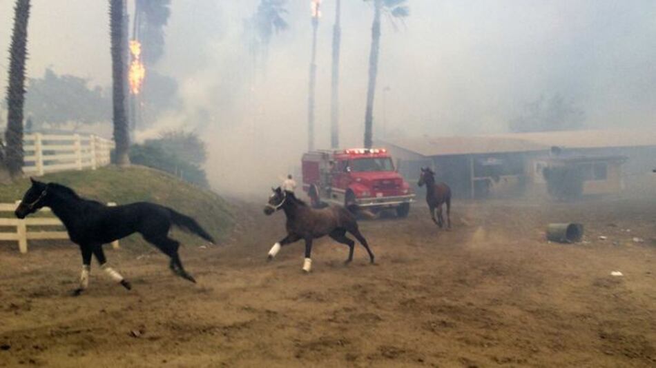 Dramática carrera de los pura sangre contra las llamas en California