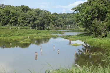 Canal de Panamá: los próximos 80 días son cruciales para elevar almacenamiento de los lagos Gatún y Alajuela