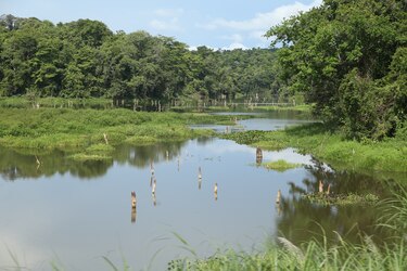 Canal de Panamá: los próximos 80 días son cruciales para elevar almacenamiento de los lagos Gatún y Alajuela