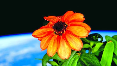 Cultivan primera flor espacial