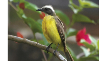 Global Big Day, ecoturismo en cuarentena