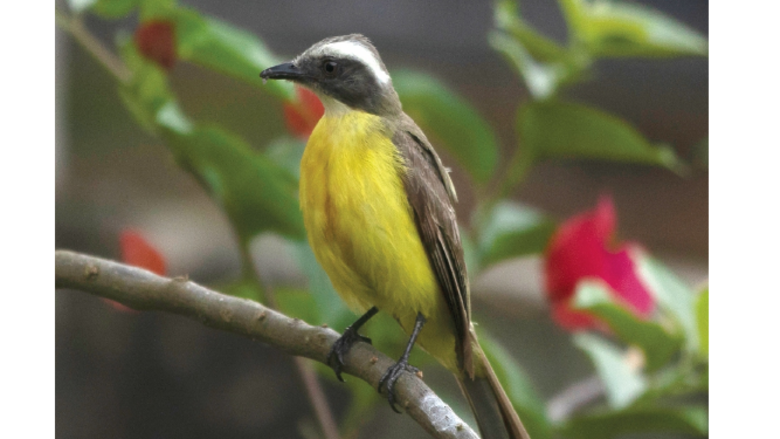 Global Big Day, ecoturismo en cuarentena