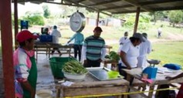 Huertos familiares para mejorar la calidad de vida en comunidades de la Comarca Ngäbe Buglé