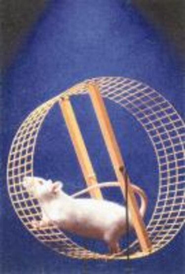 Crean ratón para estudiar alzheimer