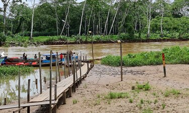 Los gigantes del bosque en el este de Panamá