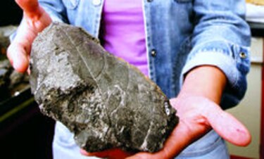 Científicos buscan resucitar la flora del bosque fósil istmeño