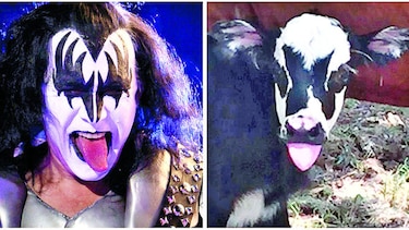 Gene Simmons admira parecido con becerro