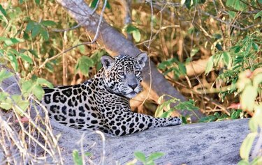 Fomentan cuidado del jaguar, ‘el guardián de los bosques’