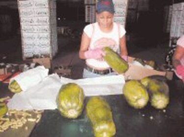 Agronoticias Papaya panameña rumbo al norte