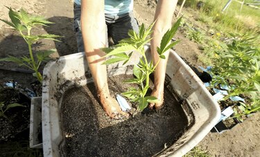 Legalizar la marihuana puede aumentar su consumo, según estudio