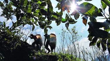 ONU: Cultivo de coca crece 52%