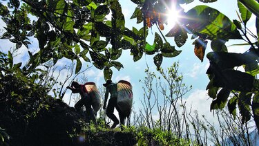 ONU: Cultivo de coca crece 52%