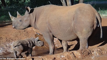 Dos rinocerontes negros en peligro de extinción dan a luz