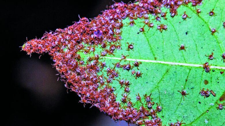 Garrapatas, en el contexto de la salud
