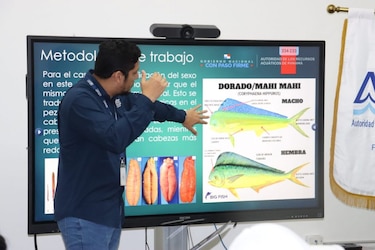 Veda del dorado en Panamá se mantiene hasta el 31 de agosto