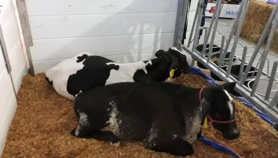 Productores de leche se quejan por la falta de controles de importación