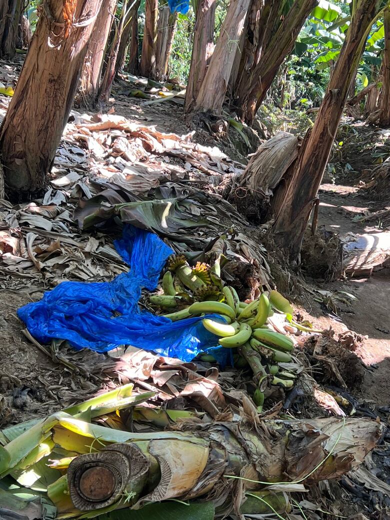 El banano no zarpa: un mes de huelga detiene el envío de 1,600 contenedores