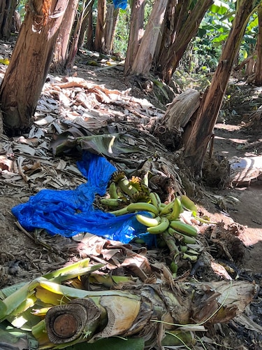 El banano no zarpa: un mes de huelga detiene el envío de 1,600 contenedores