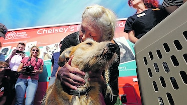 Perros de Texas llegan a Seattle para adopción