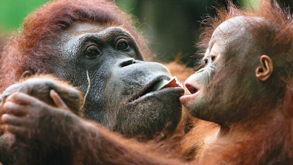 Facebook, útil para traficantes de animales