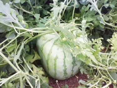 Sandía cuadrada para la exportación