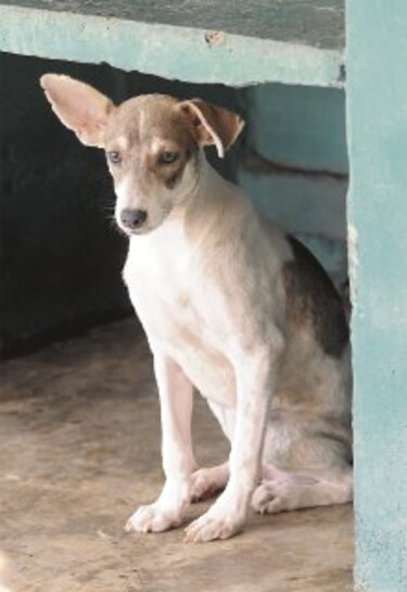 Animales en necesidad