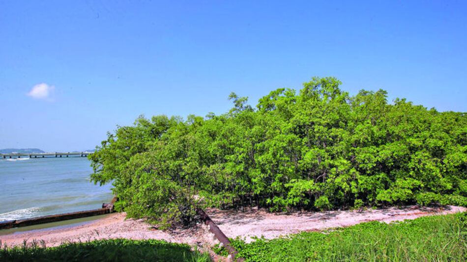 Buscan firmas contra proyecto en humedal