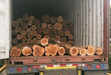 Arranca temporada de exportación de teca 2020